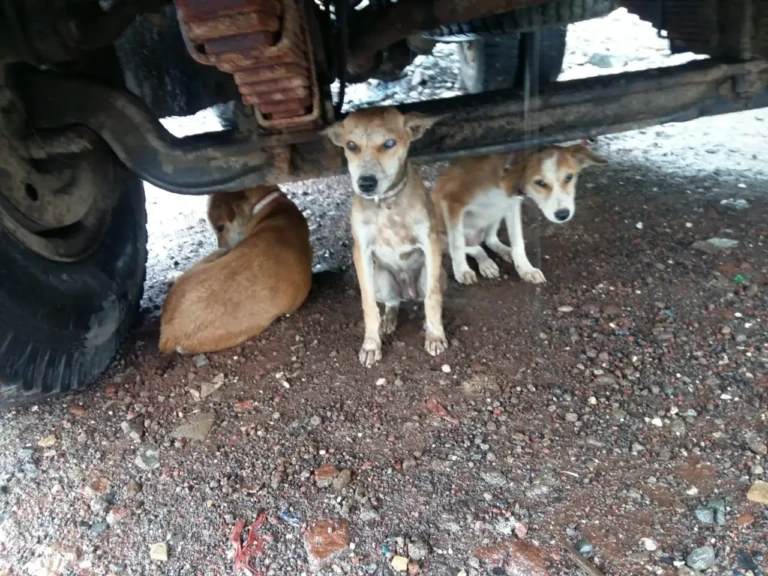 Feeding Spot Request WhatsApp Image 2025-11-29 at 12.56.16 PM