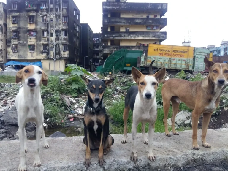 Feeding Spot Request WhatsApp Image 2025-11-29 at 12.56.21 PM