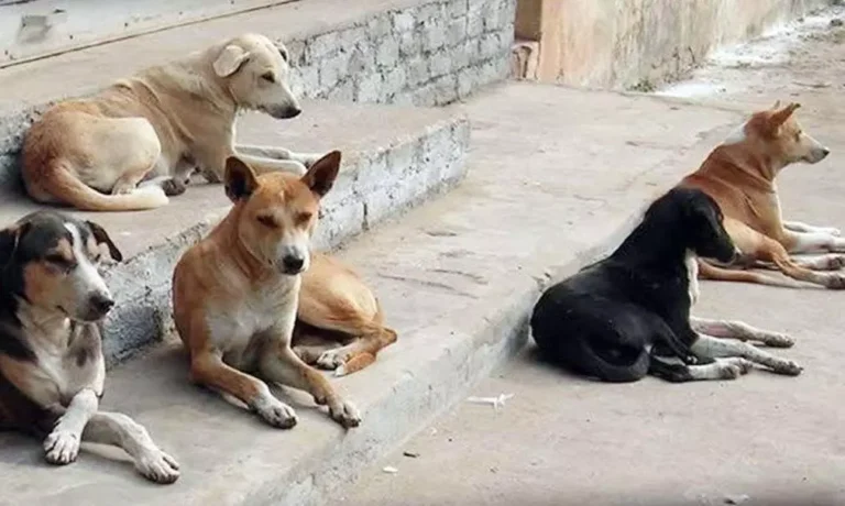 Feeding Spot Request 1928543 straydogs
