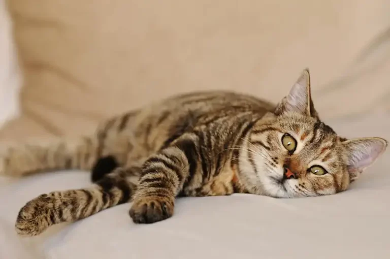 Feeding Spot Request cat laying down