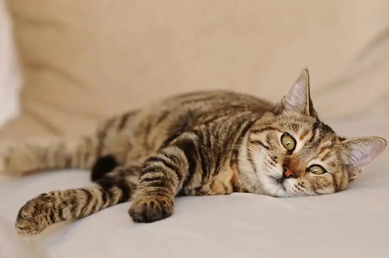 Campaign cat laying down