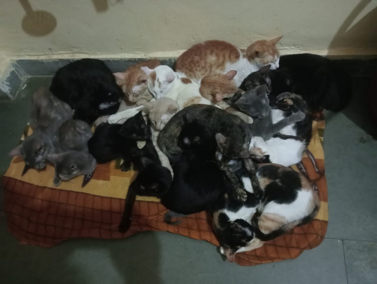 cat case (2)