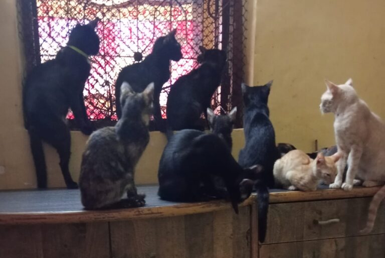 cat case (3)